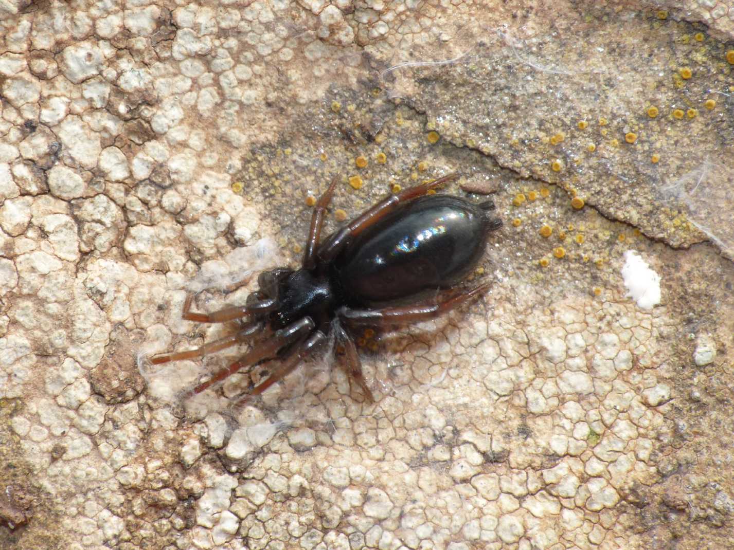 Piccolo Gnaphosidae: probabile Trachyzelotes sp.